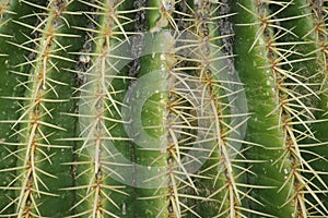 Cactus full of pointed thorns photo