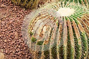 Cactus is a fungal disease,Rust cactus