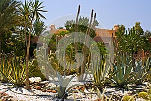 Cactus garden