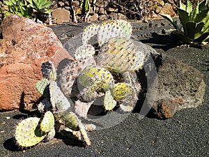 Cactus in garden