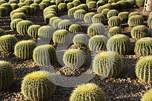 Cactus garden