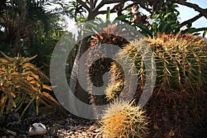Cactus garden
