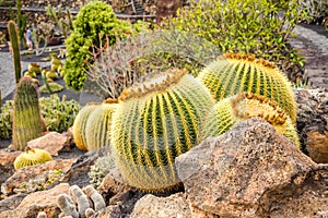 Cactus garden