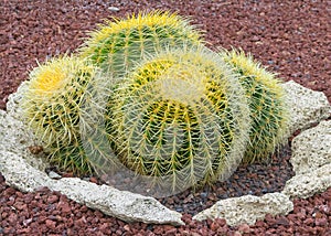 Cactus in a garden.