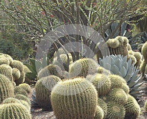 Cactus Garden