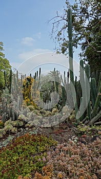 Cactus Garden