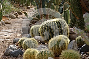 Cactus garden