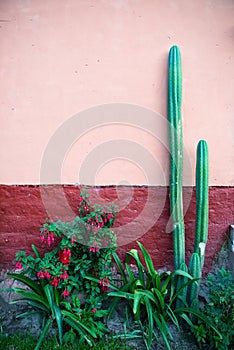 Cactus Garden, Adobe Plaster Wall photo