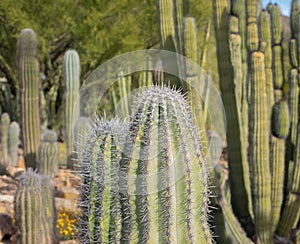 Cactus garden in Arizona