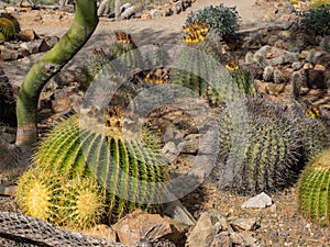 Cactus garden in Arizona