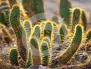 Cactus garden in Arizona
