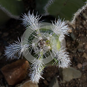 Cactus garden in Arizona