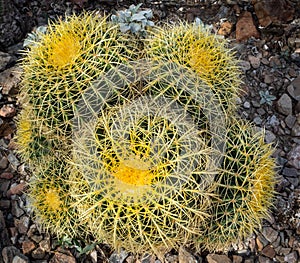 Cactus garden in Arizona