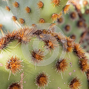 Cactus garden in Arizona