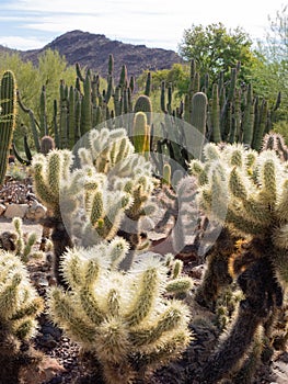 Cactus garden in Arizona