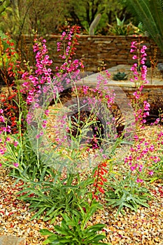 Cactus garden