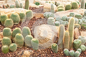 Cactus at the garden