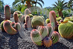 Cactus garden