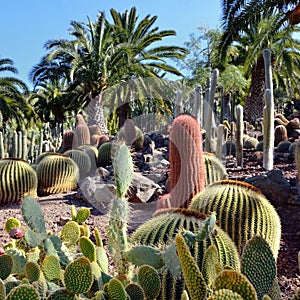 Cactus garden