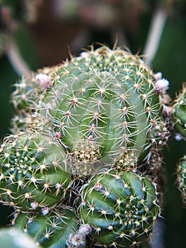 Cactus in the garden, Cactus thorns, Close up thorns of cactus, Cactus Background