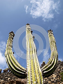 The Cactus garden designed by Cesar Manrique