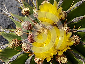 The Cactus garden designed by Cesar Manrique