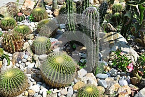 Cactus garden