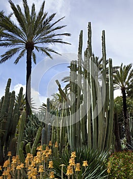 Cactus Garden - Elche - Spain photo