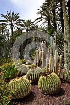 Cactus Garden - Elche - Spain photo