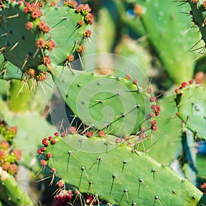 Cactus in the garden with flowers and thorns.