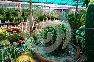 A cactus garden is a garden for the cultivation and display with many types cacti. The Arizona Cactus Garden is one such garden.