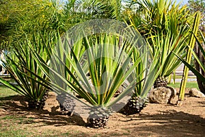 Cactus in the garden of the Genoves park in Cadiz, Andalusia. Spain.