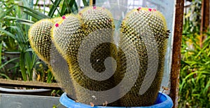 Cactus garden in glass house