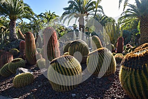 Cactus garden in Gran Canaria island, Spain photo