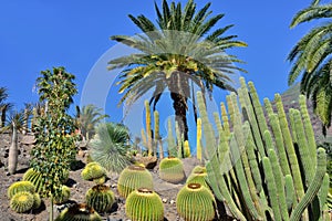 Cactus garden