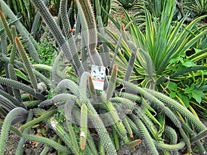Cactus garden, Guanacaste Costa Rica