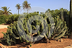 Cactus garden at island Majorca, Botanicactus garden, JardiÃÂ­n Botanico, Ses Salines, Mallorca, Balearic Islands, Spain