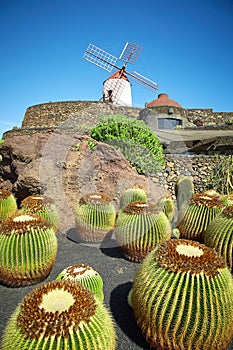 Cactus garden Jardin de Cactus in Lanzarote Island