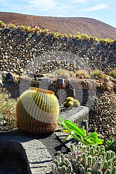 Cactus garden Jardin de Cactus in Lanzarote Island