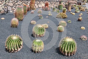 Cactus garden,Jardin de Cactus,Lanzarote,Spain photo