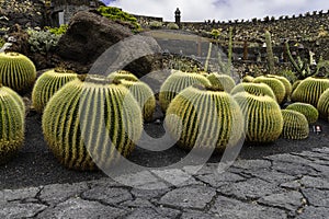 Cactus Garden in Lanzarote