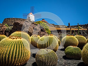 Cactus Garden in Lanzarote