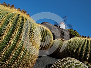 Cactus Garden in Lanzarote