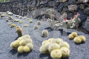 Cactus garden in lanzarote