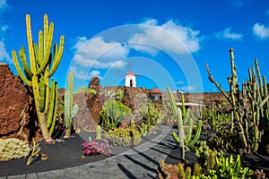 Cactus garden in Lanzarote