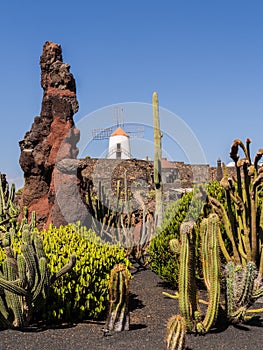 Cactus Garden in Lanzarote, Canary Islands.