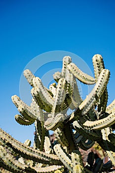 Cactus garden, Lanzarote, Canary Islands, Spain