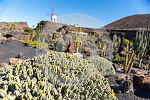 Cactus garden, Lanzarote, Canary Islands, Spain