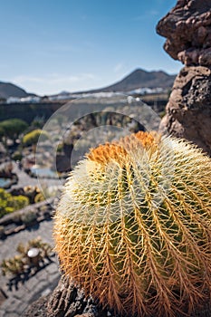 Cactus garden, Lanzarote, Canary Islands, Spain