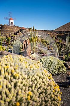 Cactus garden, Lanzarote, Canary Islands, Spain